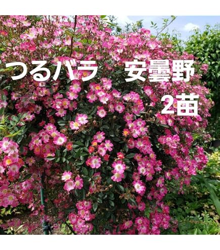 Amazon｜つるばら苗 つるミミエデン ツルバラ苗｜観葉植物 オンライン通販